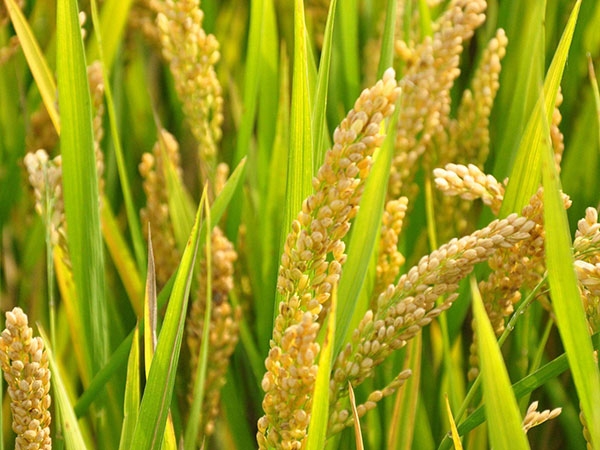 大米种植